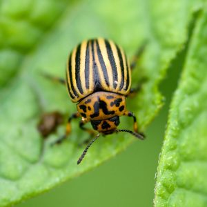 potato beetle